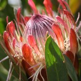 Protea susannae